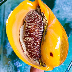 Ốc giác vàng