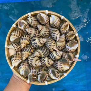 Ốc hương