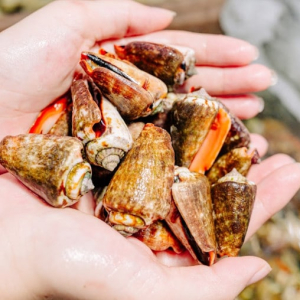 Ốc nhảy đỏ