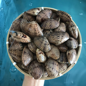 Sò lụa đỏ