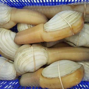 Ốc vòi voi/Tu hài
